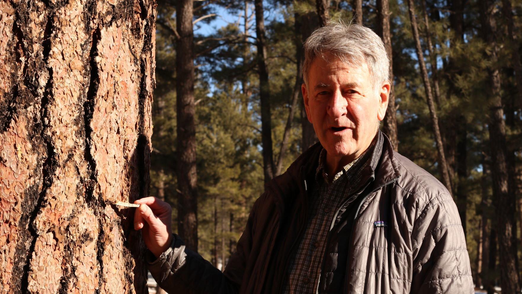 Tim Steller's opinion: Managing forests crucial as climate gets hotter, Arizona expert says